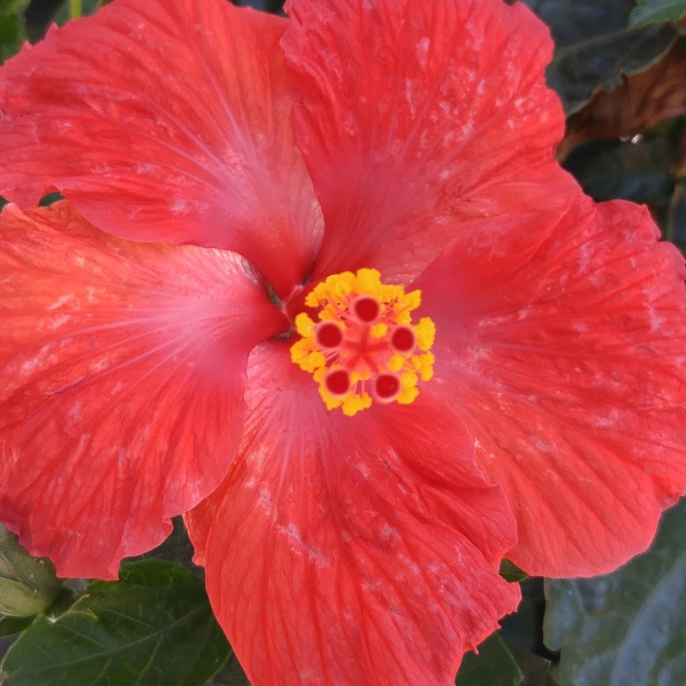 Meet your Posher, Dalphne